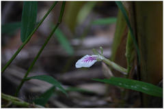 Elettaria cardamomum
